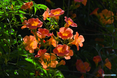 ノウゼンカズラの花