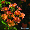 ノウゼンカズラの花