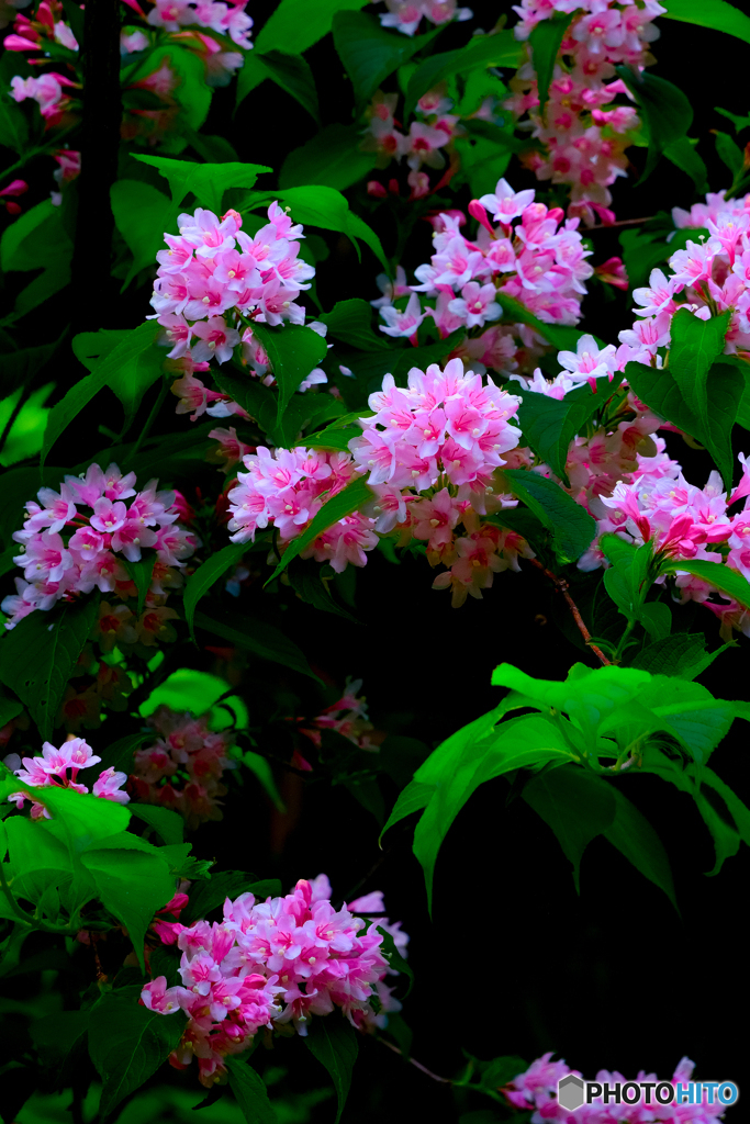 タニウツギの花