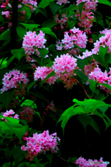 タニウツギの花