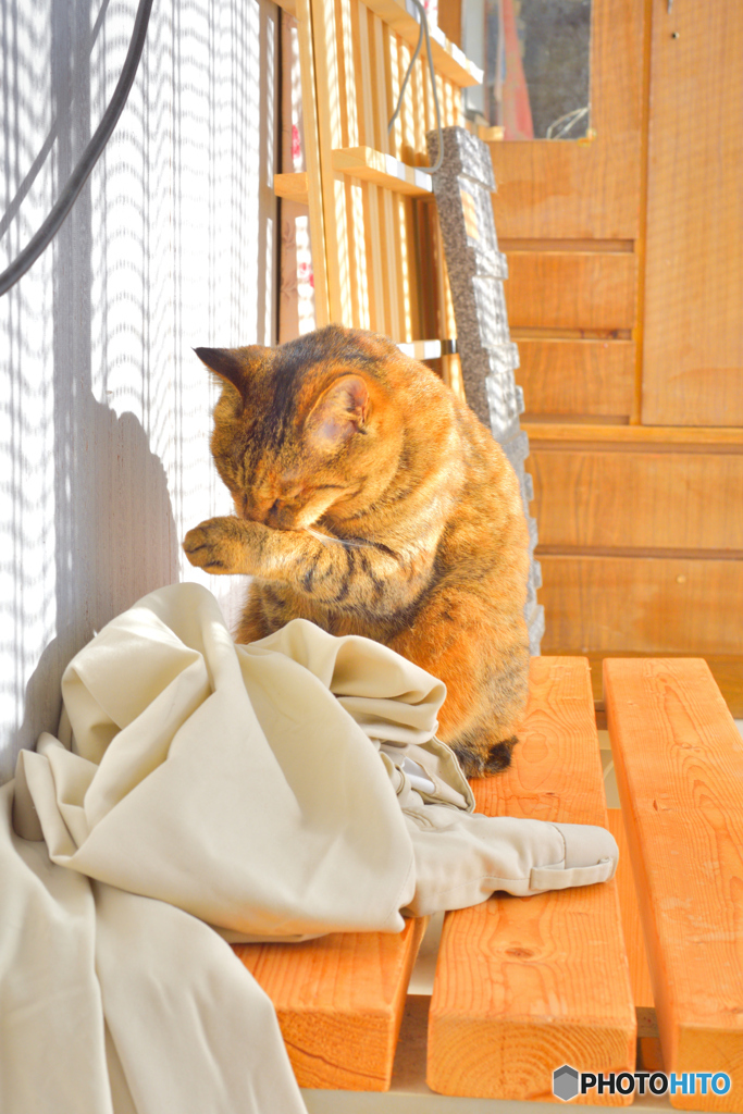 陽だまり猫