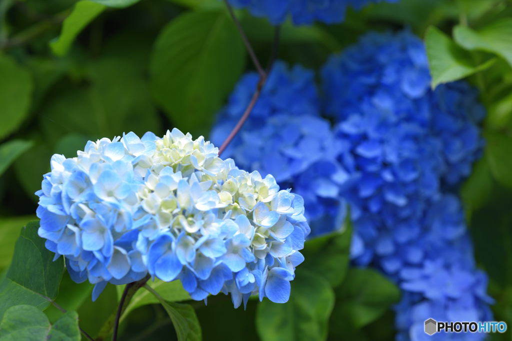 紫陽花