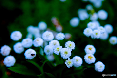 庭の白い花