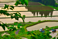 田植え