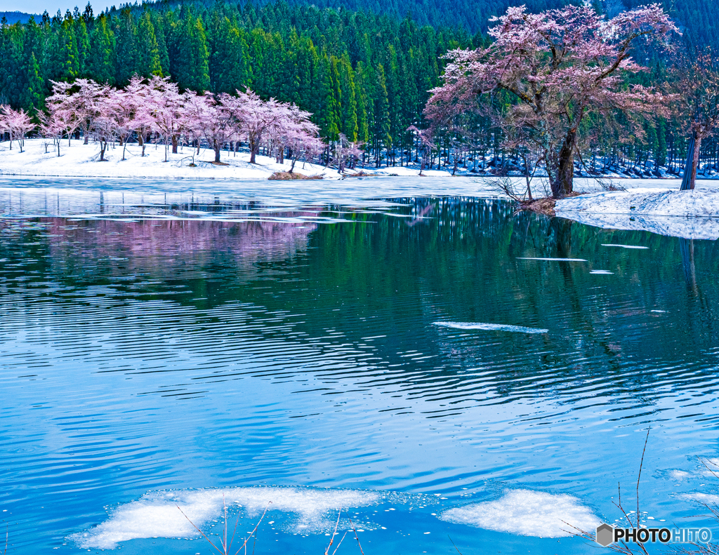 まるで流氷と桜の競演