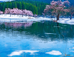 まるで流氷と桜の競演