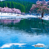 まるで流氷と桜の競演