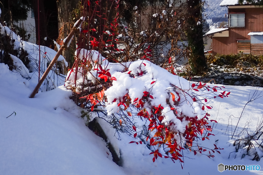 雪と紅葉（ブルーベリー）