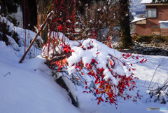 雪と紅葉（ブルーベリー）