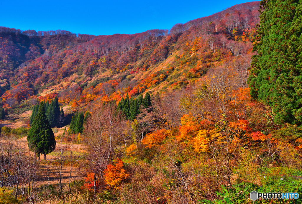紅葉から落葉へ