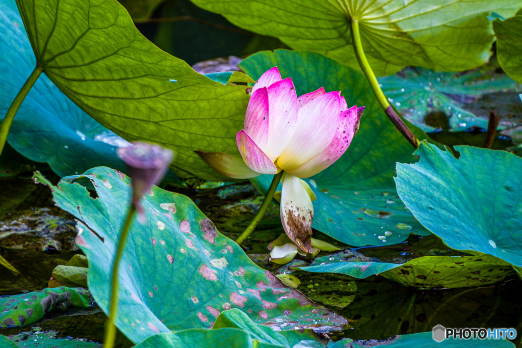 秋に蓮の花