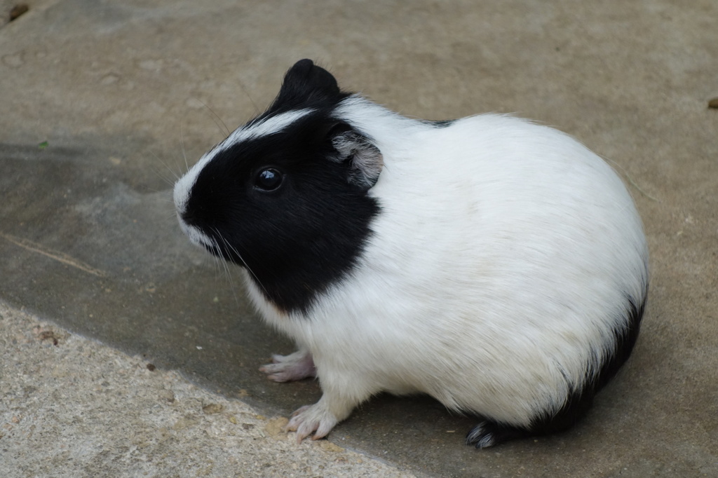 福岡市動植物園
