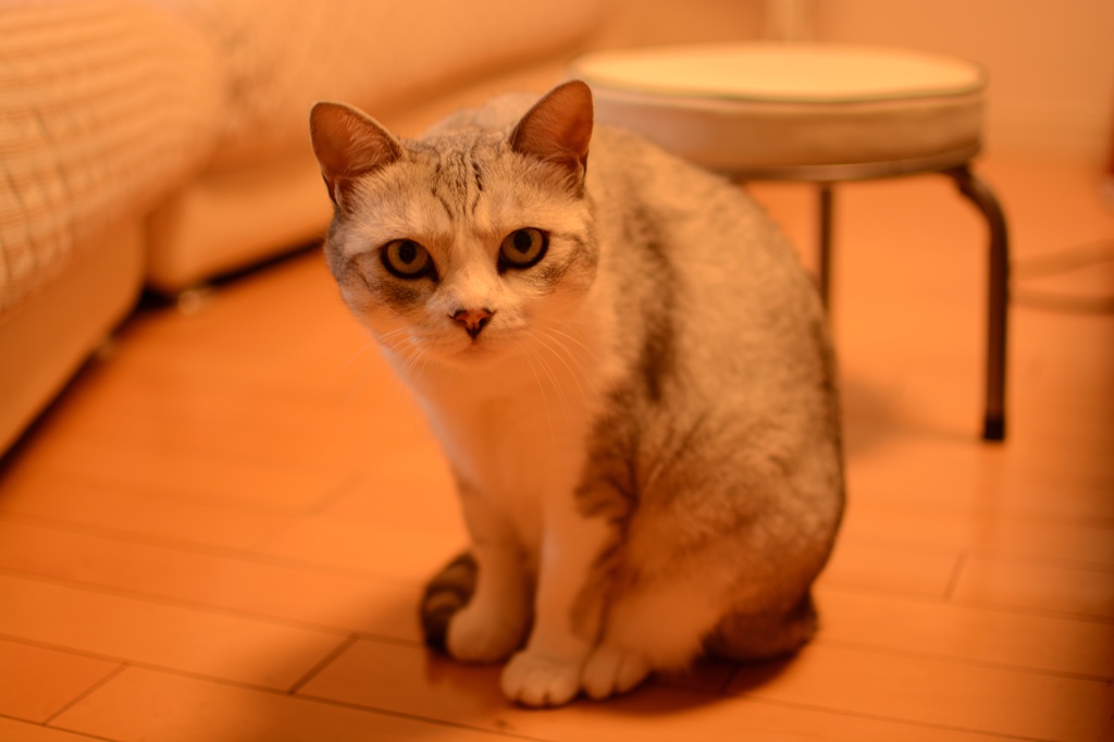 ジル