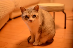 ジル