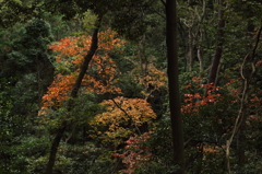 秋の顔