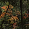 秋の顔