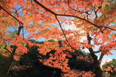 紅葉に学ぶ