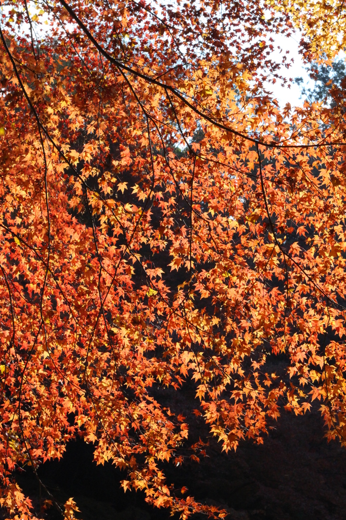 紅葉4