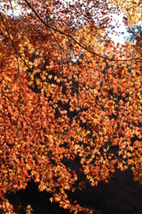 紅葉4