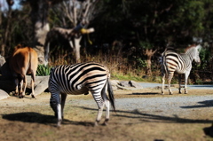 動物園02