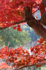 紅葉8