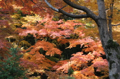 紅葉3