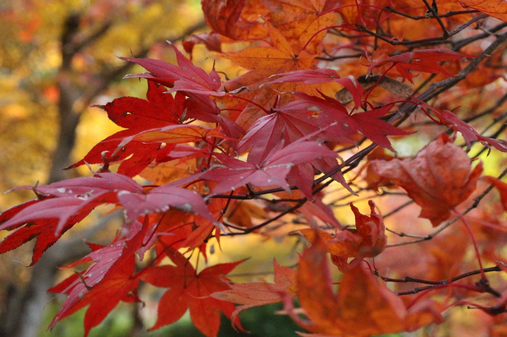 紅葉7