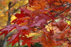 紅葉7