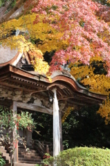 紅葉6