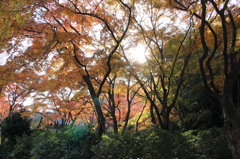 紅葉01
