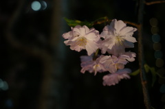 夜に咲き照らされ
