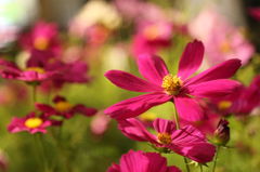 cosmos2