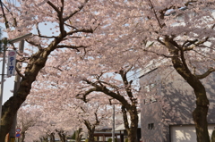 桜の天井