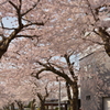 桜の天井