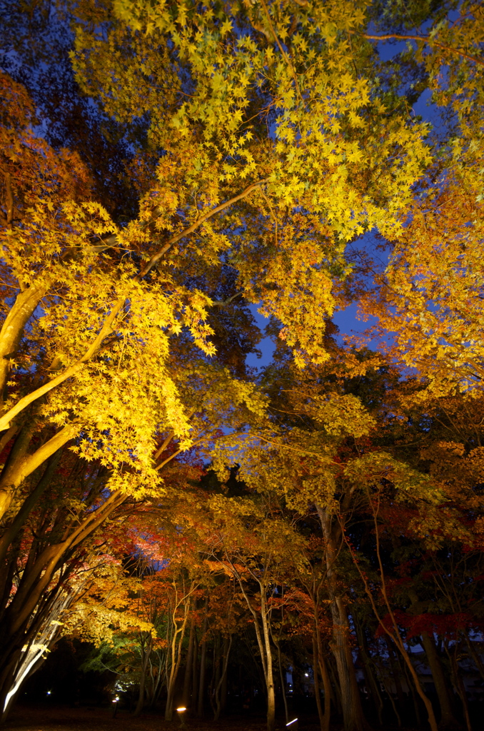 紅葉