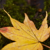 MOSS