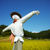秋空と案山子