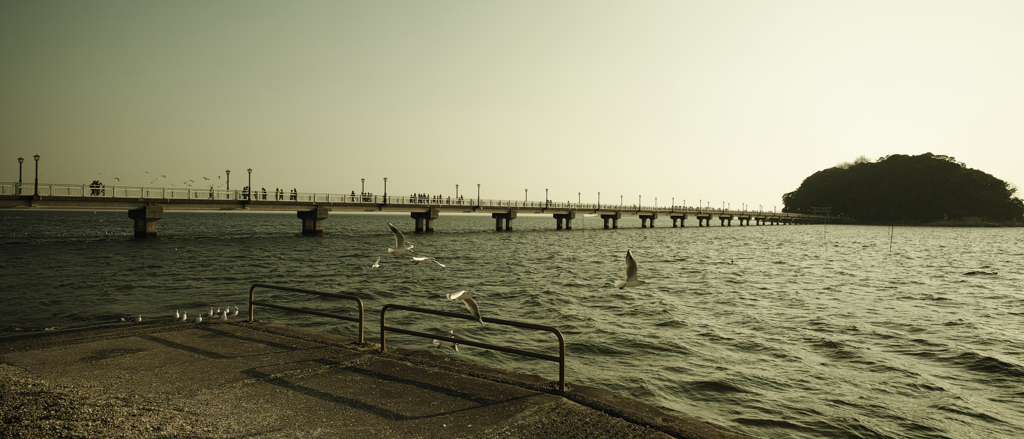 水鳥と竹島