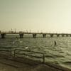 水鳥と竹島