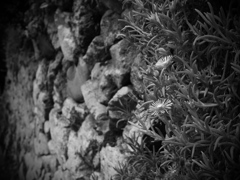 モノクロの練習