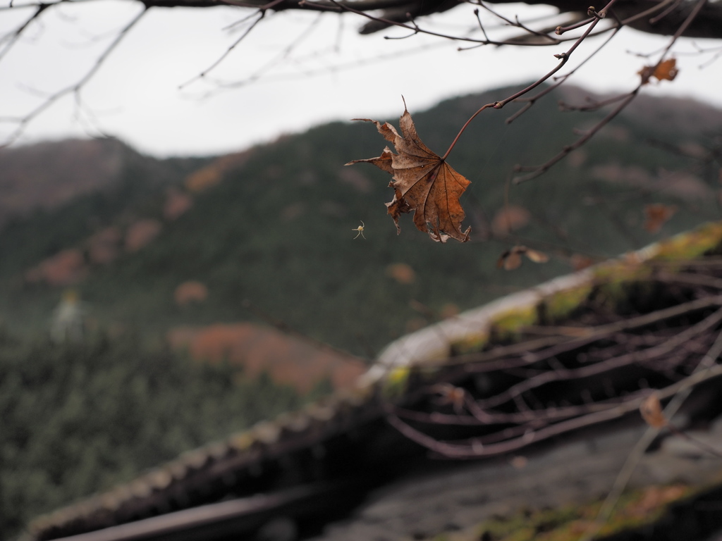 晩秋