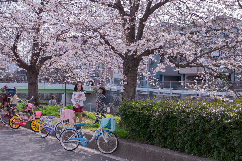 桜の木の下で