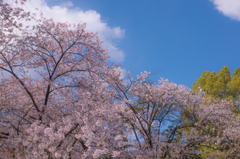 桜と空