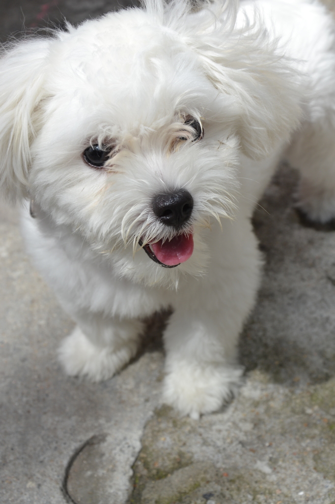 cute dog