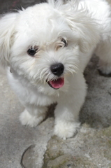 cute dog