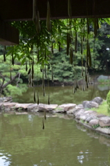 富士ではなく藤