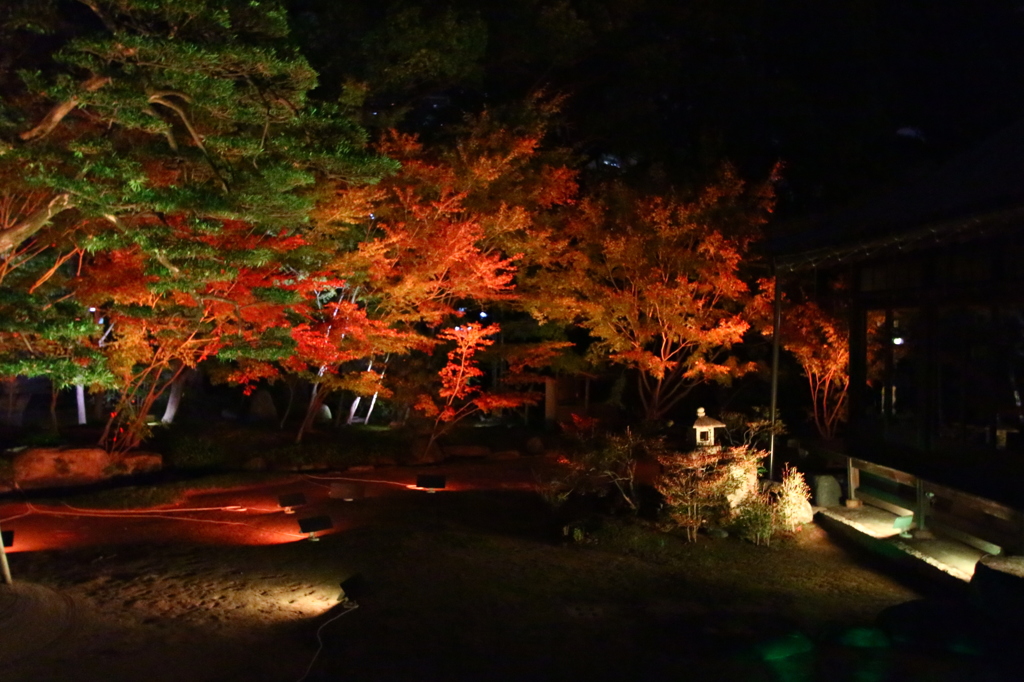 夜に映える