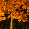 紅葉揺れる