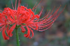 雨粒と彼岸花