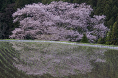 諸木野の桜3。